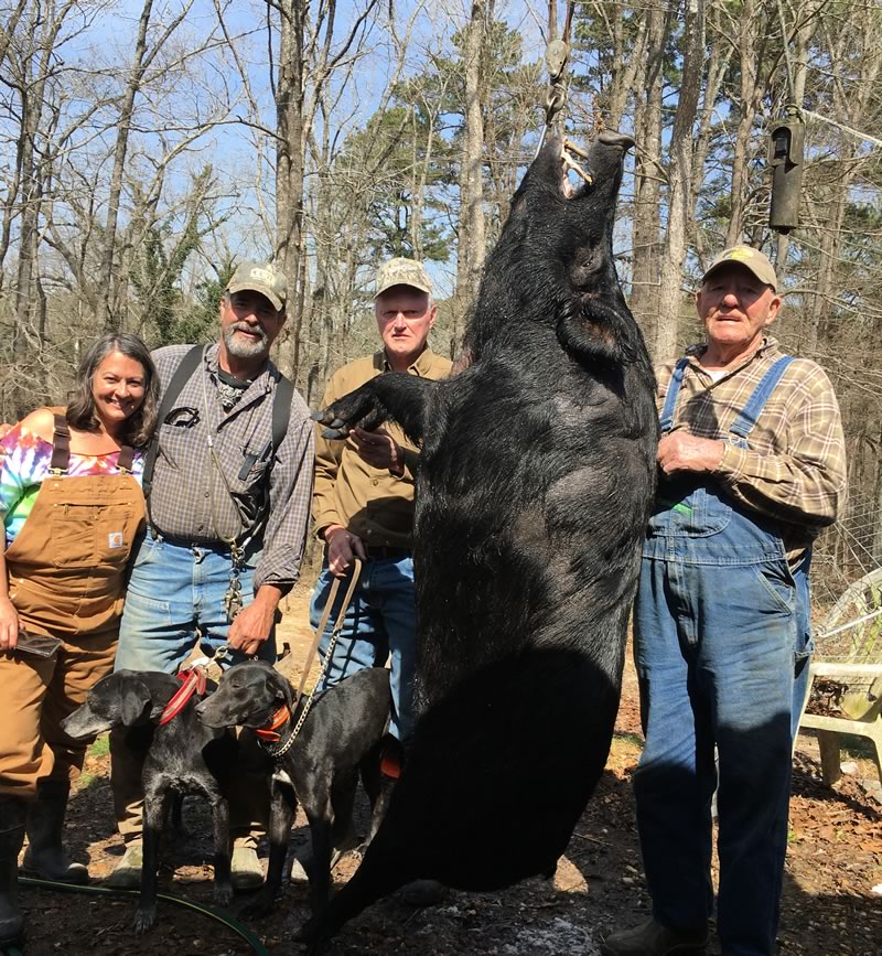 Trophy Hog Hunt