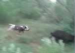 Dogs on Hogs 3