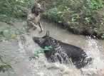 Dogs on Hogs 3