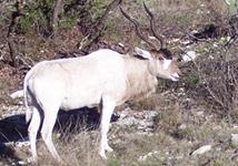 Addax Hunts with professional hunting guide Dan Moody Hunting Services in Texas