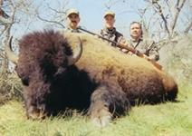 American Bison Hunts with professional hunting guide Dan Moody Hunting Services in Texas