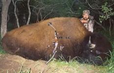 American Bison Hunts with professional hunting guide Dan Moody Hunting Services in Texas