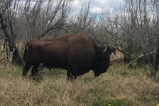 American Bison Hunts with professional hunting guide Dan Moody Hunting Services in Texas