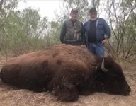 American Bison Hunts with professional hunting guide Dan Moody Hunting Services in Texas