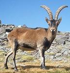 American Ibex Hunts with professional hunting guide Dan Moody Hunting Services in Texas