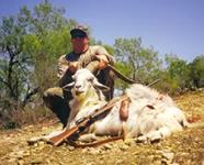 American Ibex Hunts with professional hunting guide Dan Moody Hunting Services in Texas