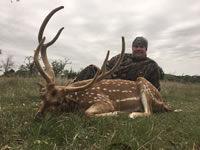 Axis Hunts with professional hunting guide Dan Moody Hunting Services in Texas