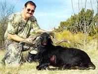 Black Hawaiian Hunts with professional hunting guide Dan Moody Hunting Services in Texas