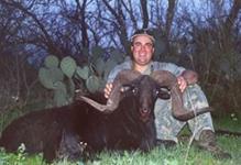 Black Hawaiian Hunts with professional hunting guide Dan Moody Hunting Services in Texas