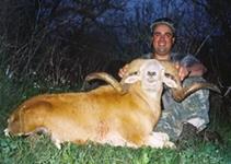 Corsican Ram Hunts with professional hunting guide Dan Moody Hunting Services in Texas