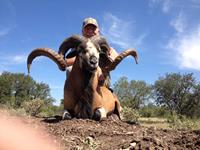 Corsican Ram Hunts with professional hunting guide Dan Moody Hunting Services in Texas