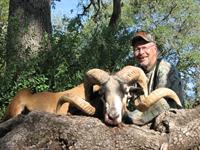 Corsican Ram Hunts with professional hunting guide Dan Moody Hunting Services in Texas
