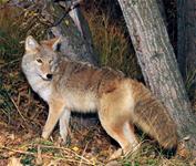 Coyote Hunts with professional hunting guide Dan Moody Hunting Services in Texas