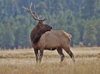 Elk Hunts with professional hunting guide Dan Moody Hunting Services in Texas