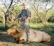 Elk Hunts with professional hunting guide Dan Moody Hunting Services in Texas