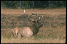 Elk Hunts with professional hunting guide Dan Moody Hunting Services in Texas