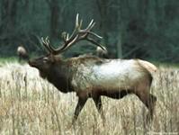 Elk Hunts with professional hunting guide Dan Moody Hunting Services in Texas