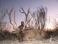 Elk Hunts with professional hunting guide Dan Moody Hunting Services in Texas