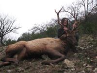 Elk Hunts with professional hunting guide Dan Moody Hunting Services in Texas