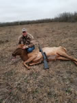 Elk Hunts with professional hunting guide Dan Moody Hunting Services in Texas