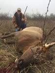 Elk Hunts with professional hunting guide Dan Moody Hunting Services in Texas