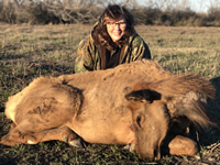 Elk Hunts with professional hunting guide Dan Moody Hunting Services in Texas