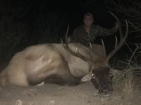 Elk Hunts with professional hunting guide Dan Moody Hunting Services in Texas