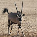 Gemsbok Hunts with professional hunting guide Dan Moody Hunting Services in Texas