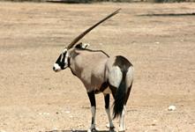 Gemsbok Hunts with professional hunting guide Dan Moody Hunting Services in Texas