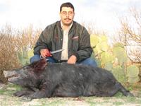 Wild Hog Hunts with professional hunting guide Dan Moody Hunting Services in Texas
