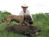Wild Hog Hunts with professional hunting guide Dan Moody Hunting Services in Texas