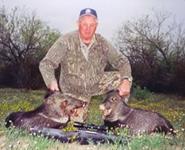 Javalina Hunts with professional hunting guide Dan Moody Hunting Services in Texas