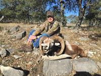 Mouflon Hunts with professional hunting guide Dan Moody Hunting Services in Texas