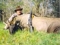 Nilgai Hunts with professional hunting guide Dan Moody Hunting Services in Texas