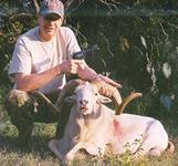 Texas Dall Hunts with professional hunting guide Dan Moody Hunting Services in Texas