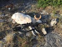 Texas Dall Hunts with professional hunting guide Dan Moody Hunting Services in Texas