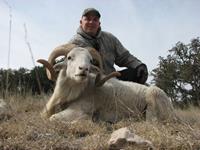 Texas Dall Hunts with professional hunting guide Dan Moody Hunting Services in Texas