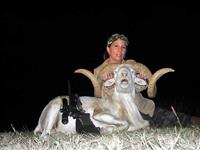 Texas Dall Hunts with professional hunting guide Dan Moody Hunting Services in Texas