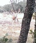 Texas Whitetail Hunts with professional hunting guide Dan Moody Hunting Services in Texas
