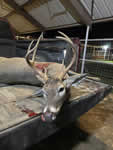 Texas Whitetail Hunts with professional hunting guide Dan Moody Hunting Services in Texas