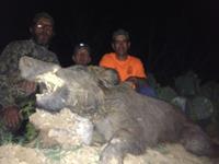 Trophy Boar Hunts with professional hunting guide Dan Moody Hunting Services in Texas