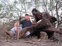 Trophy Boar Hunts with professional hunting guide Dan Moody Hunting Services in Texas