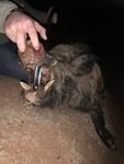 Trophy Boar Hunts with professional hunting guide Dan Moody Hunting Services in Texas