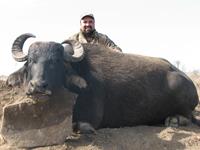 Water Buffalo Hunts with professional hunting guide Dan Moody Hunting Services in Texas