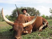 Watusi Hunts with professional hunting guide Dan Moody Hunting Services in Texas