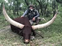 Watusi Hunts with professional hunting guide Dan Moody Hunting Services in Texas