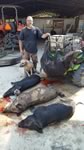 Meat Hog Hunts with professional hunting guide Dan Moody Hunting Services in Texas