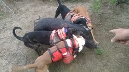Meat Hog Hunts with professional hunting guide Dan Moody Hunting Services in Texas