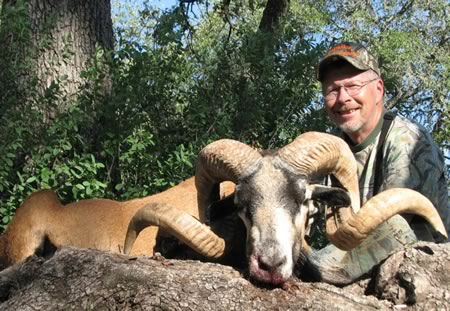corsican ram hunt in Texas