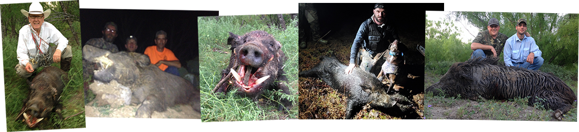 Hog Dogs Breeder in Texas